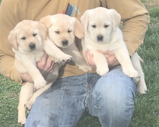 Person holding three Labrador puppies on grass