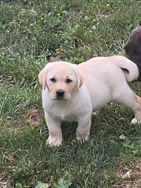 Golden Labrador puppy standing on grass