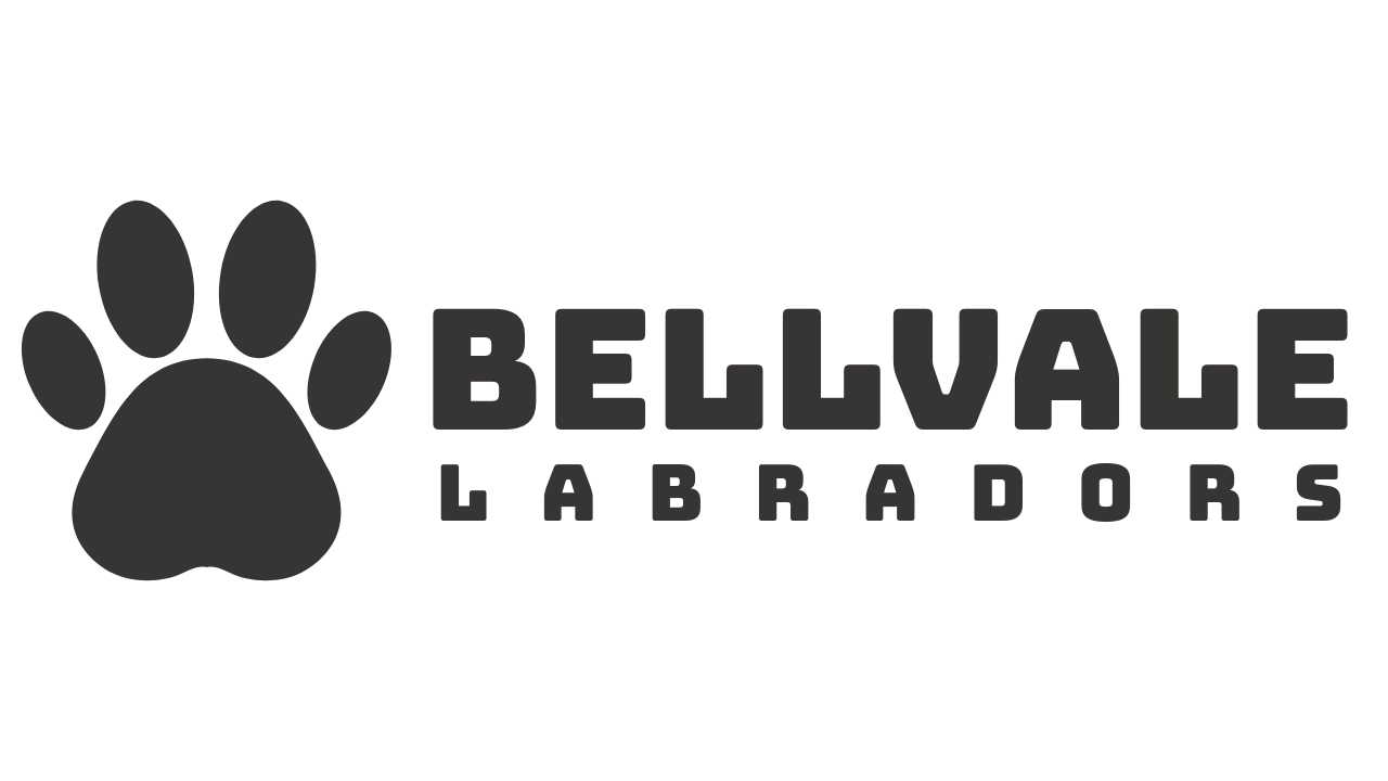 english labrador puppies near fallston md bellvale labrador