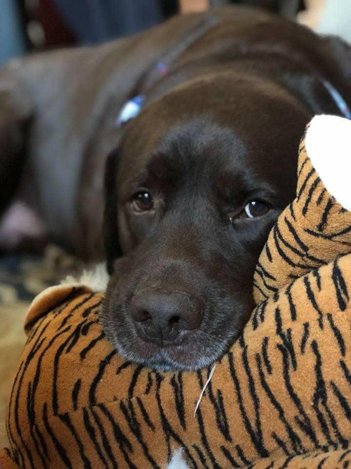 english labrador puppies near fallston md bellvale labrador