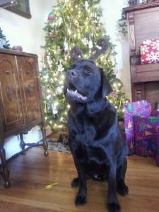 english labrador puppies near fallston md bellvale labrador