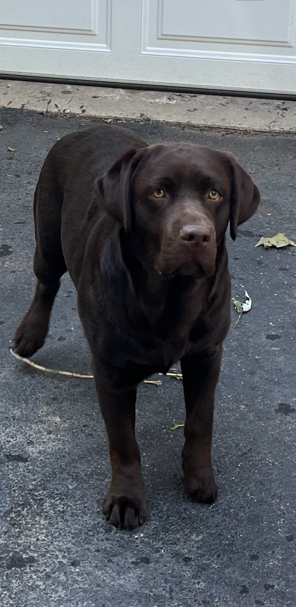 english labrador puppies near fallston md bellvale labrador