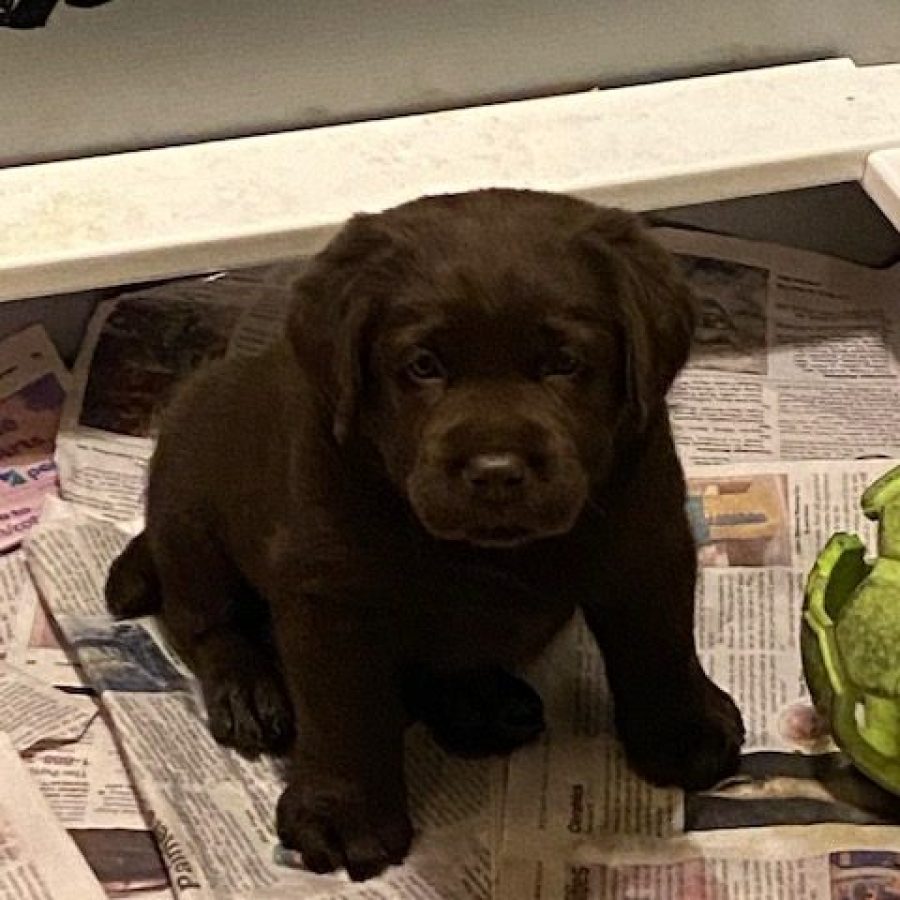 Cute chocolate Labrador puppy sitting on newspaper.