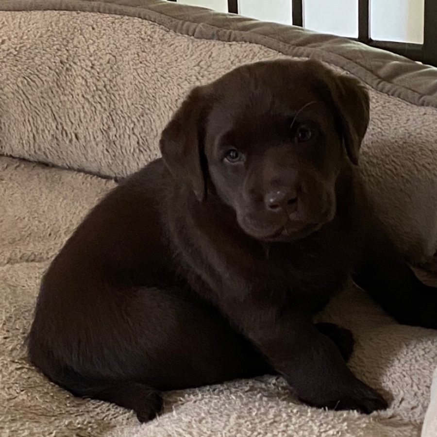 Chocolate lab puppy on a cozy bed